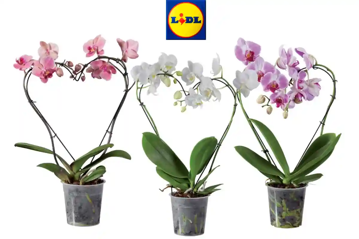 Phalaenopsis Lidl