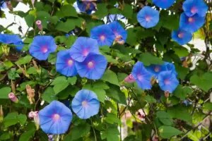 Ipomea, pianta rampicante con fiori blu