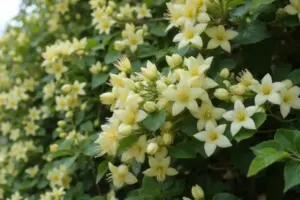 Lonicera japonica
